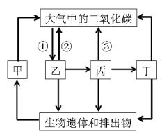 碳循環(huán)